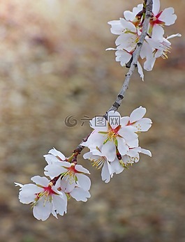 花,华丽的分支,杏仁树