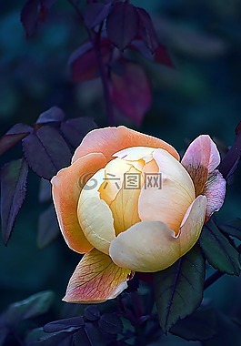 花,植物區(qū)系,自然
