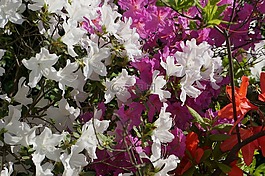 花,廠,性質(zhì)
