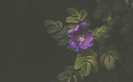 紫羅蘭色,花,花瓣