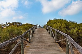 网关,海滩,虾