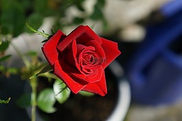花,玫瑰,性質(zhì)