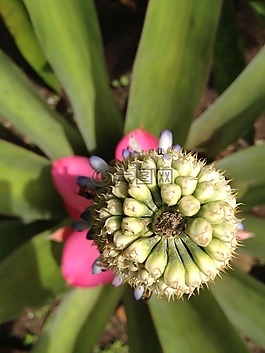 性質(zhì),花,宏