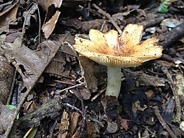 真菌,土壤,水分
