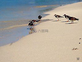鳥,海,ave