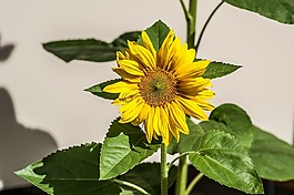 太陽花,開花,花