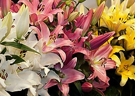 百合花,花,开花