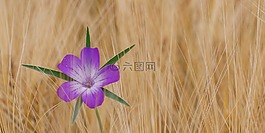 玉米柯克,花,矢車菊
