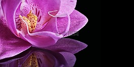 蘭花,開花,花