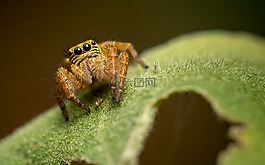自然,昆蟲,動物