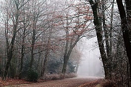 霧,公園,性質(zhì)