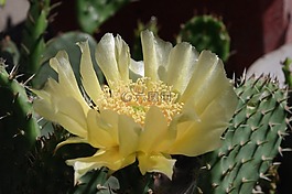 仙人掌,花,黃色
