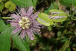 激情花,花,芽