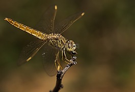 昆蟲,蜻蜓,野生動物