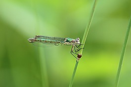 昆蟲,蜻蜓,性質(zhì)