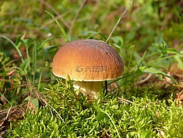 蘑菇,borovichok,森林