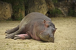 河馬,性質(zhì),動物