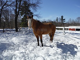 馬,雪,冬天