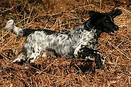munsterlander,蕨菜,動物