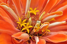 花,廠,花園
