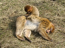 猴子,動物,護理