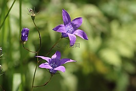 性質(zhì),植物,花卉