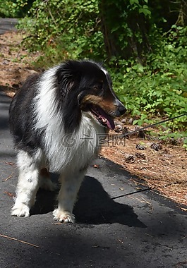 設(shè)得蘭群島牧羊犬,狗,牧羊犬