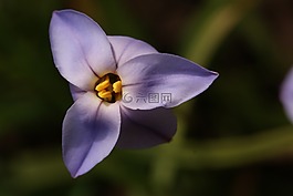 花,紫色,春天