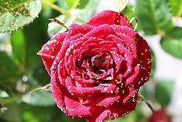 玫瑰,花,開花