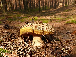 蘑菇,白,舊