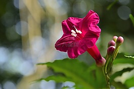 花,植物區(qū)系,紅色