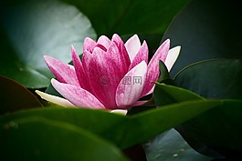 水百合,粉紅色,綠色