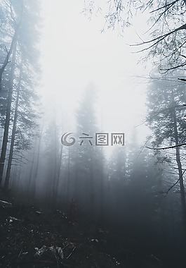 伍茲,森林,山