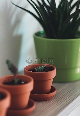 花盆,植物,自然