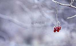 凍結,漿果,紅色