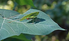 螞蚱棉花,蝗蟲(chóng),昆蟲(chóng)