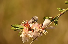 花,性質(zhì),植物