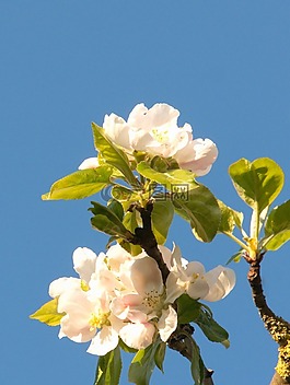 蘋果花,開花,蘋果樹