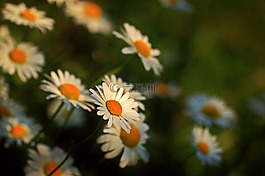 雛菊,鮮花,開花