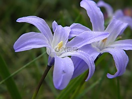 藍色花,花,廠
