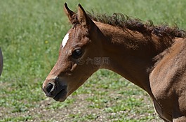 主要的和國家扣馬爾巴赫,駒,性質(zhì)