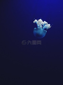 海,海洋,水