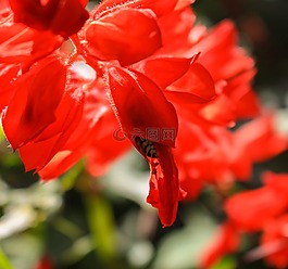花,性質(zhì),廠