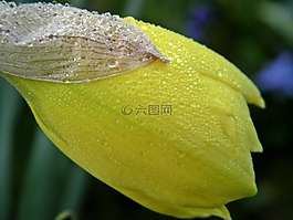 花,鮮花,性質(zhì)