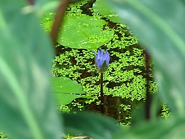 花,性質(zhì),廠
