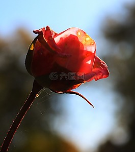 性質(zhì),花,廠