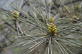 松,針,鮮花