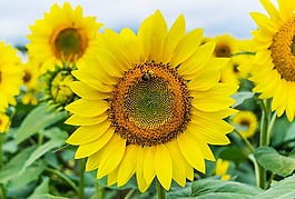 向日葵,黃色,花瓣