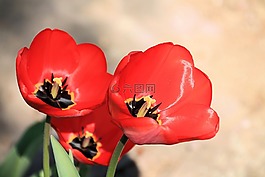 郁金香,紅色,春天