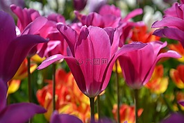 花,性質,廠